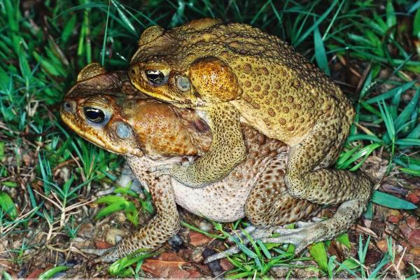 Cane Toad Diet Australia